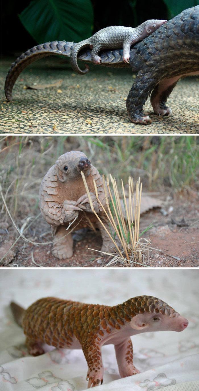 15 cuccioli di Animali rarissimi che non hai mai visto articolo