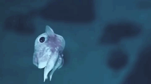 15 cuccioli di Animali rarissimi che non hai mai visto articolo