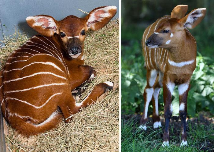 15 cuccioli di Animali rarissimi che non hai mai visto articolo