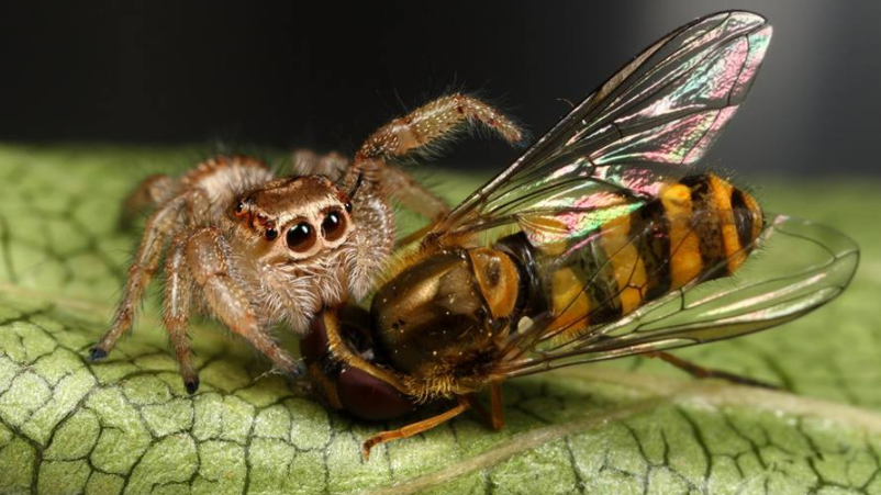 8 foto di animali che vi faranno rabbrividire articolo