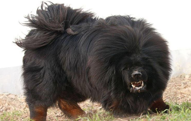 8 foto di animali che vi faranno rabbrividire articolo