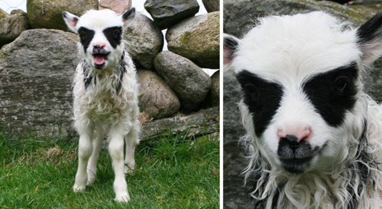 8 foto di animali che vi faranno rabbrividire articolo