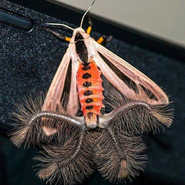 8 foto di animali che vi faranno rabbrividire articolo