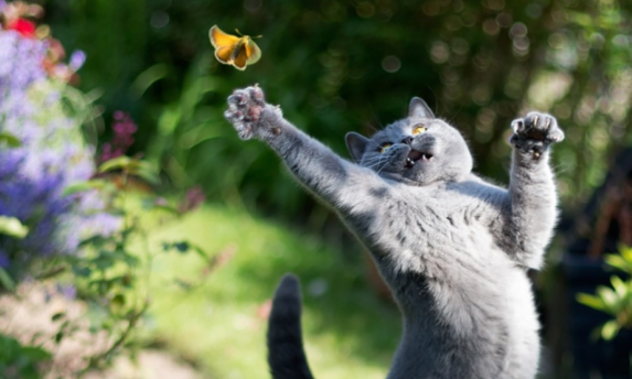 Gatti in pose assurde: 10 foto da morire dal ridere articolo