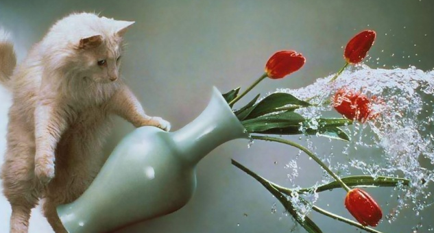 Gatti in pose assurde: 10 foto da morire dal ridere articolo