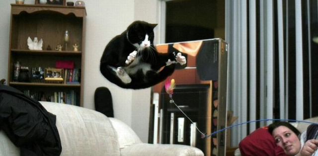 Gatti in pose assurde: 10 foto da morire dal ridere articolo