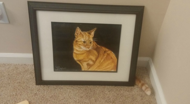 Gatti in pose assurde: 10 foto da morire dal ridere articolo