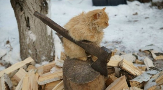 Gatti in pose assurde: 10 foto da morire dal ridere articolo