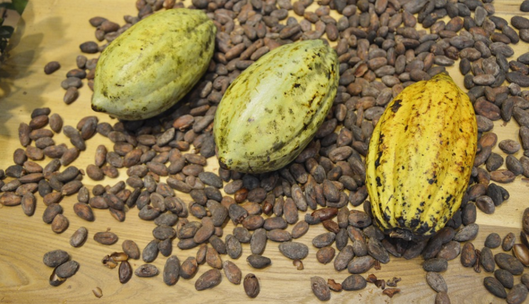 15 cose incredibili che non sapevi sul cioccolato articolo