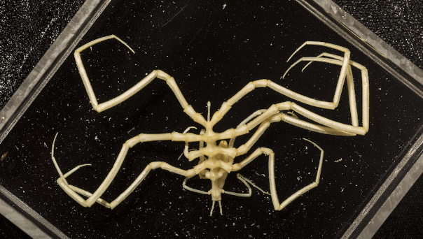 10 creature terrificanti trovate nei fondali marini australiani articolo