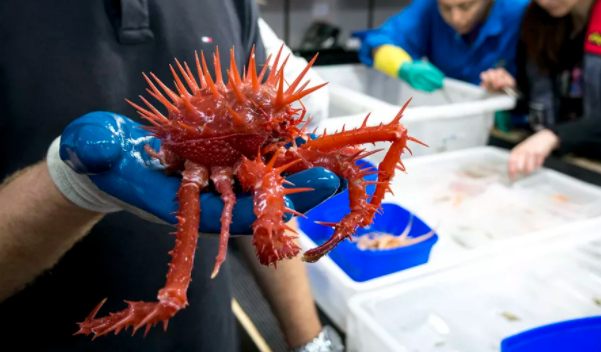 10 creature terrificanti trovate nei fondali marini australiani articolo