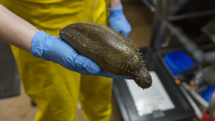 10 creature terrificanti trovate nei fondali marini australiani articolo