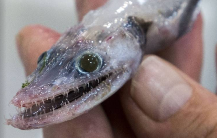 10 creature terrificanti trovate nei fondali marini australiani articolo
