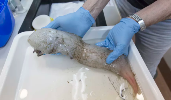 10 creature terrificanti trovate nei fondali marini australiani articolo