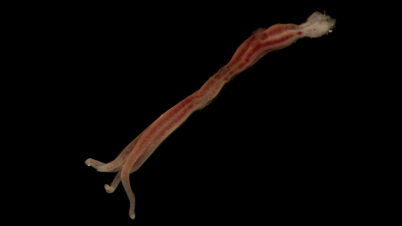 10 creature terrificanti trovate nei fondali marini australiani articolo
