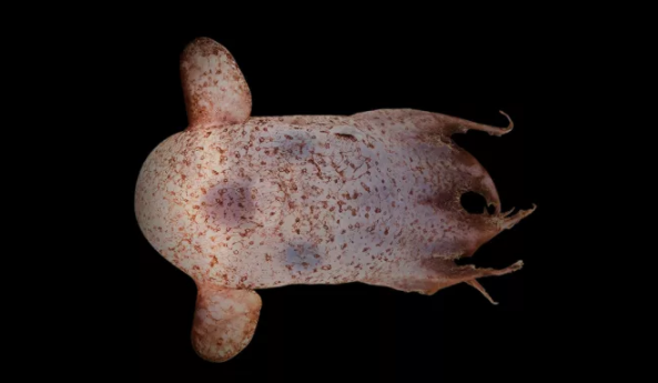 10 creature terrificanti trovate nei fondali marini australiani articolo