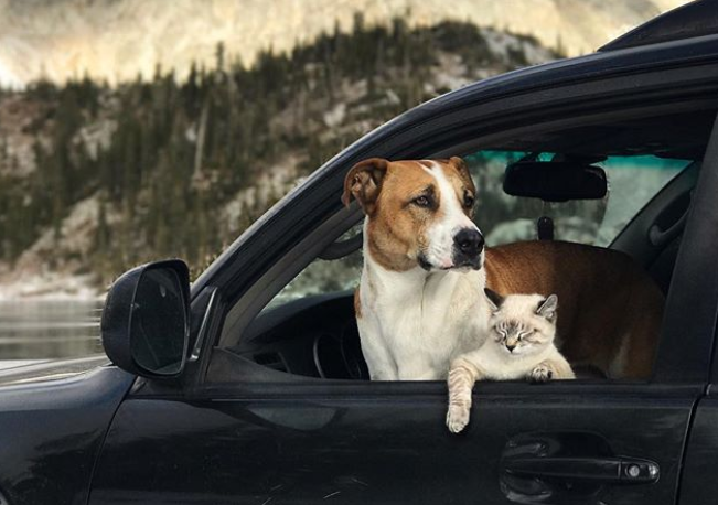 I meravigliosi viaggi del cane Henry e del gatto Baloo articolo
