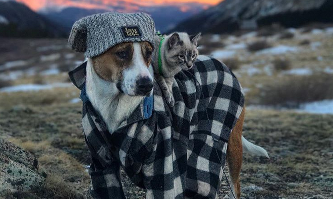 I meravigliosi viaggi del cane Henry e del gatto Baloo articolo