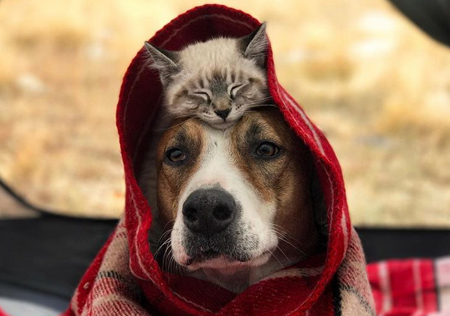I meravigliosi viaggi del cane Henry e del gatto Baloo articolo