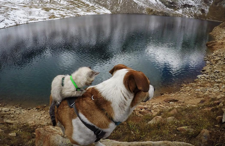 I meravigliosi viaggi del cane Henry e del gatto Baloo articolo