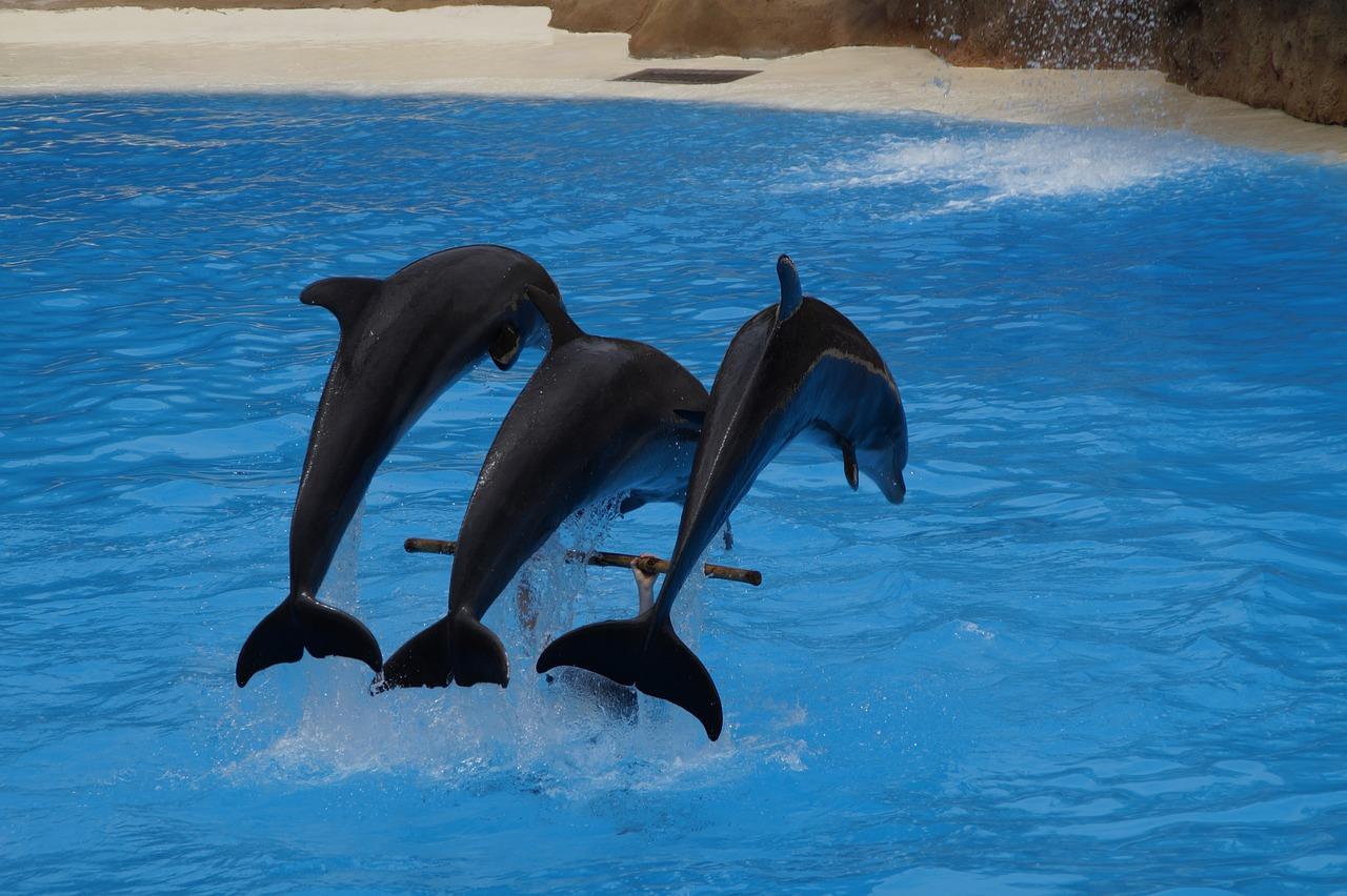 10 cose strane e incredibili sul mondo animale articolo