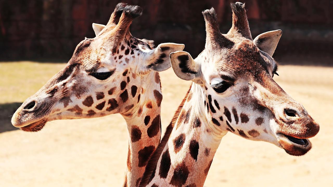 10 cose strane e incredibili sul mondo animale articolo