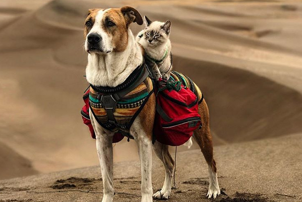 I meravigliosi viaggi del cane Henry e del gatto Baloo articolo