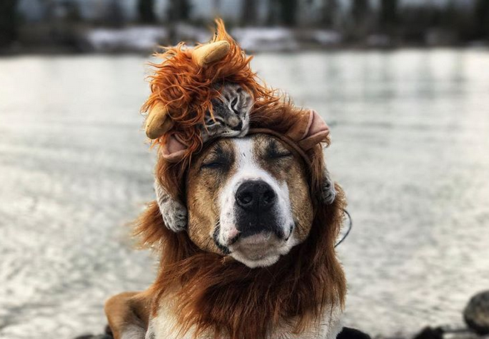 I meravigliosi viaggi del cane Henry e del gatto Baloo articolo