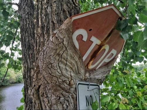 Le reazioni della natura all'azione dell'uomo in 25 foto articolo