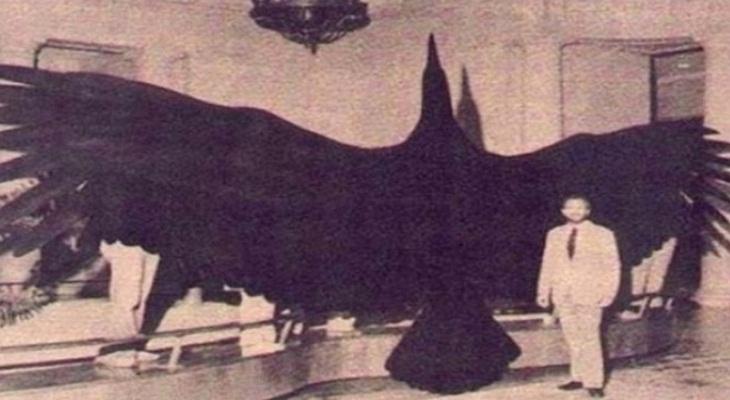 argentavis