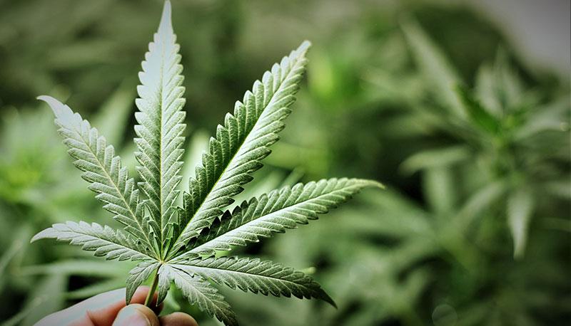 A lezione di... cannabis: ecco la scuola che insegna a coltivarla
