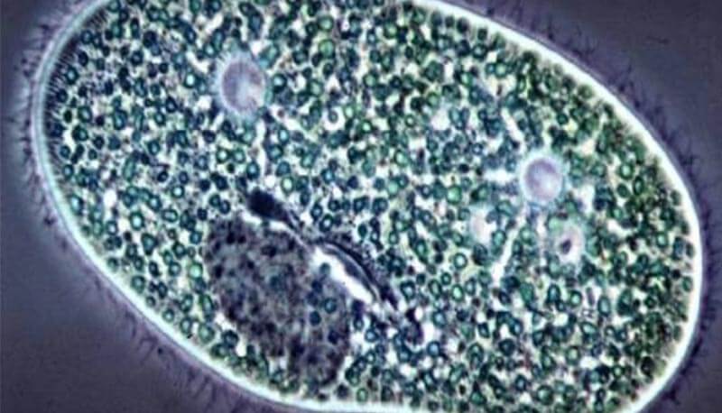 cellule eucariote e altre nozioni