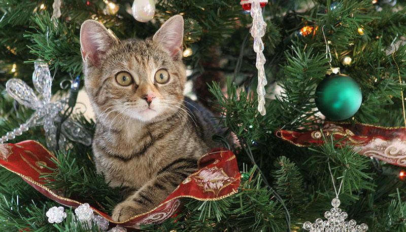 Natale: 5 situazioni imbarazzanti da condividere sui social articolo