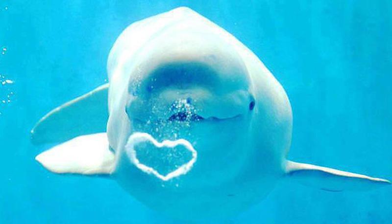 happy whale