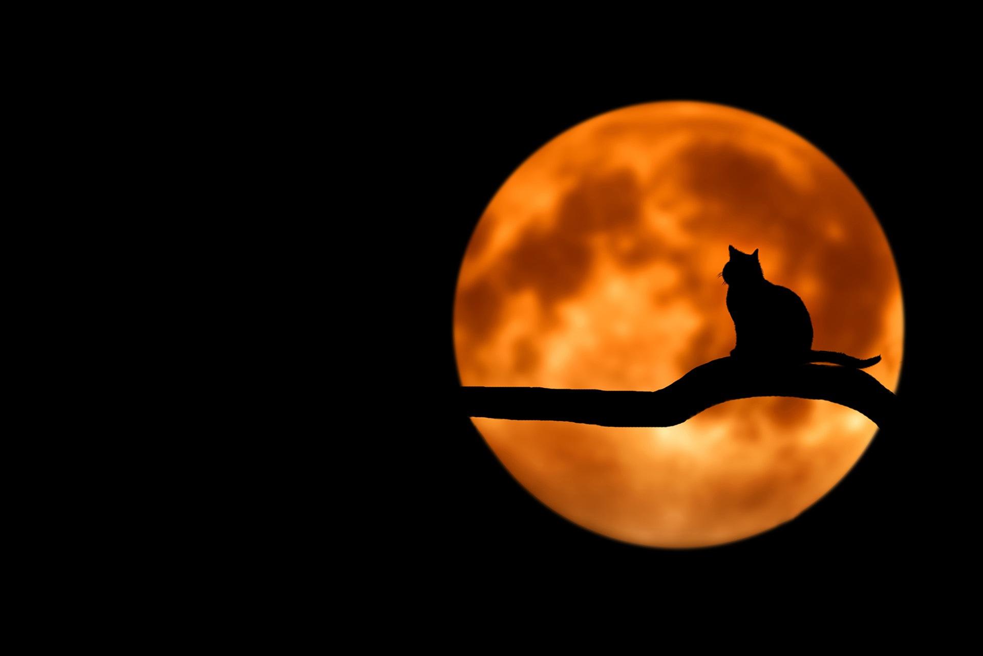 Superluna 31 gennaio 2018: cos'è, come vederla e 5 cose che non sapevi articolo