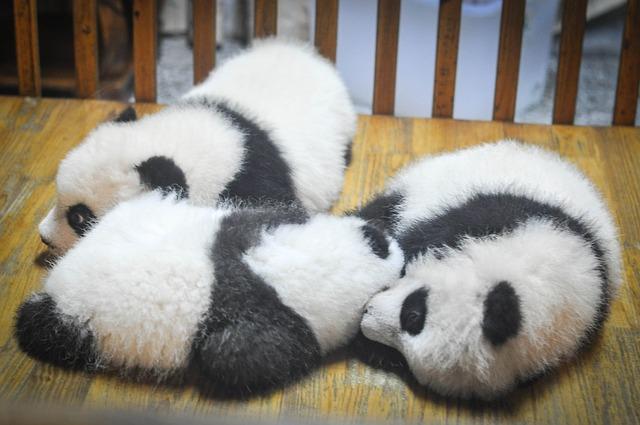 10 cose fiche che forse non sapevate sui Panda articolo