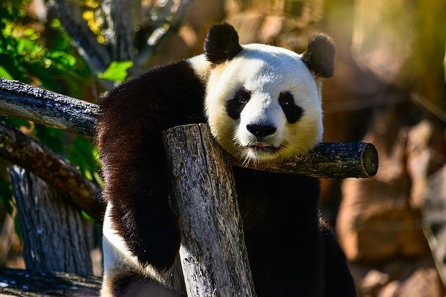 10 cose fiche che forse non sapevate sui Panda articolo