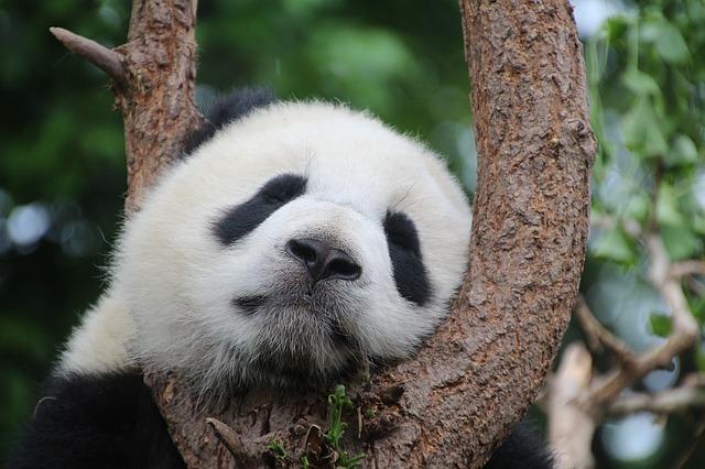 10 cose fiche che forse non sapevate sui Panda articolo