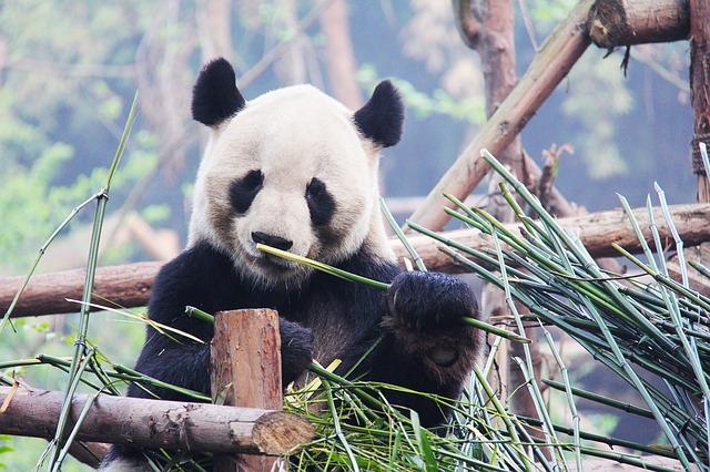 10 cose fiche che forse non sapevate sui Panda articolo