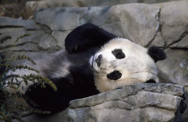 10 cose fiche che forse non sapevate sui Panda articolo