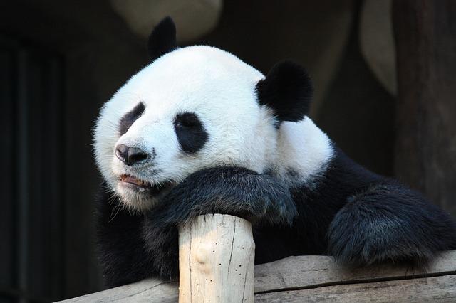 10 cose fiche che forse non sapevate sui Panda articolo