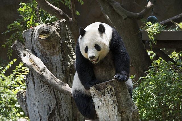 10 cose fiche che forse non sapevate sui Panda articolo