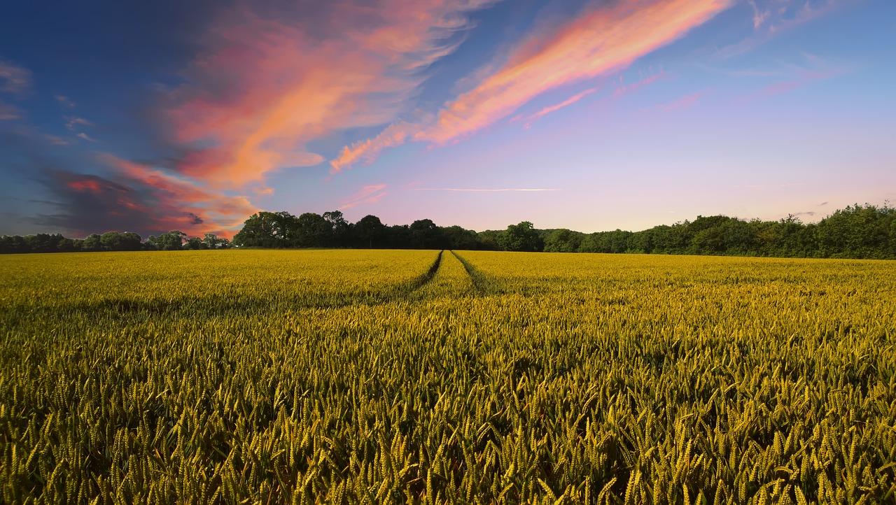 Premio tesi di laurea AgroInnovation Award 2018: come candidarsi, requisiti e scadenze articolo