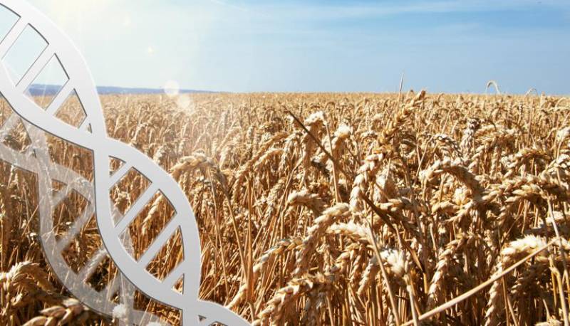scoperta Dna del grano duro
