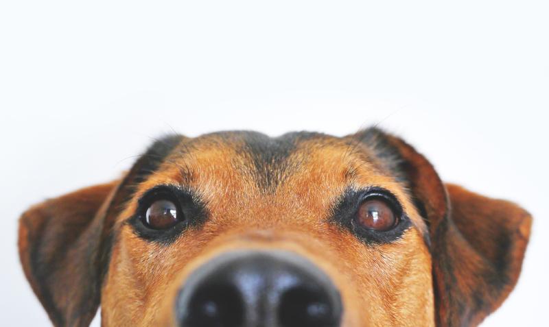 “Esci il cane” o "Siedi il bambino"? Ecco l'ultima fake news sull'Italiano articolo