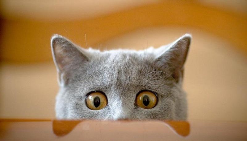 Conosci davvero il tuo gatto? Fai il quiz e scopri le curiosità articolo