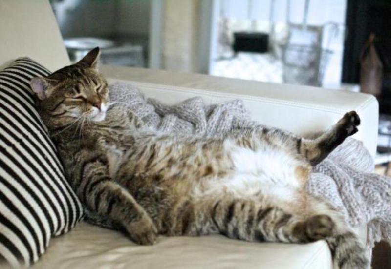 gatto