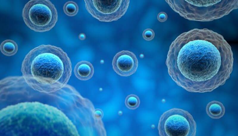 descrizione di mitosi, meiosi e della piccola contraccettiva