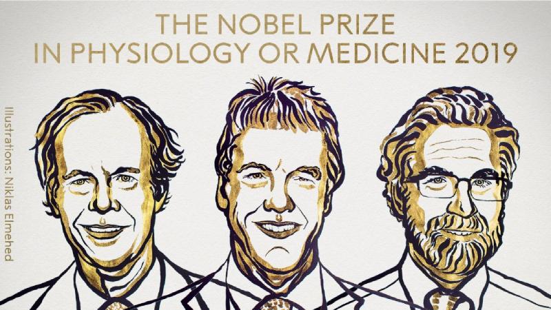 Scoperta Nobel Medicina 2019: la relazione fra cellule e ossigeno