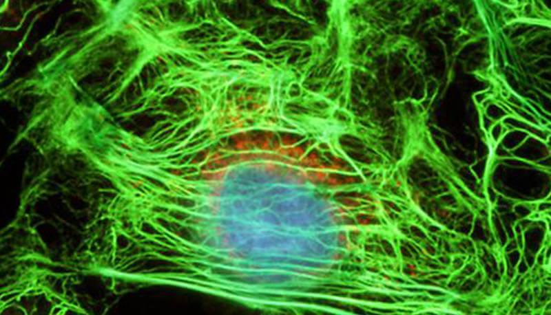 ricerca di biologia sulla cheratina